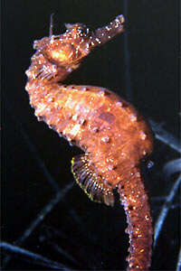 Image of Sea Horse