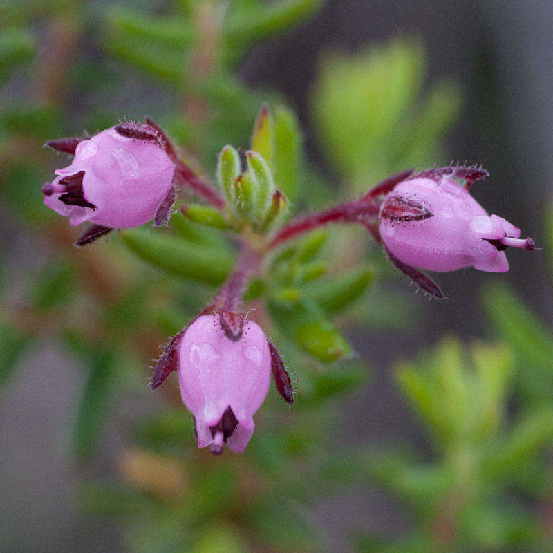 Image of Erica pubescens var. pubescens