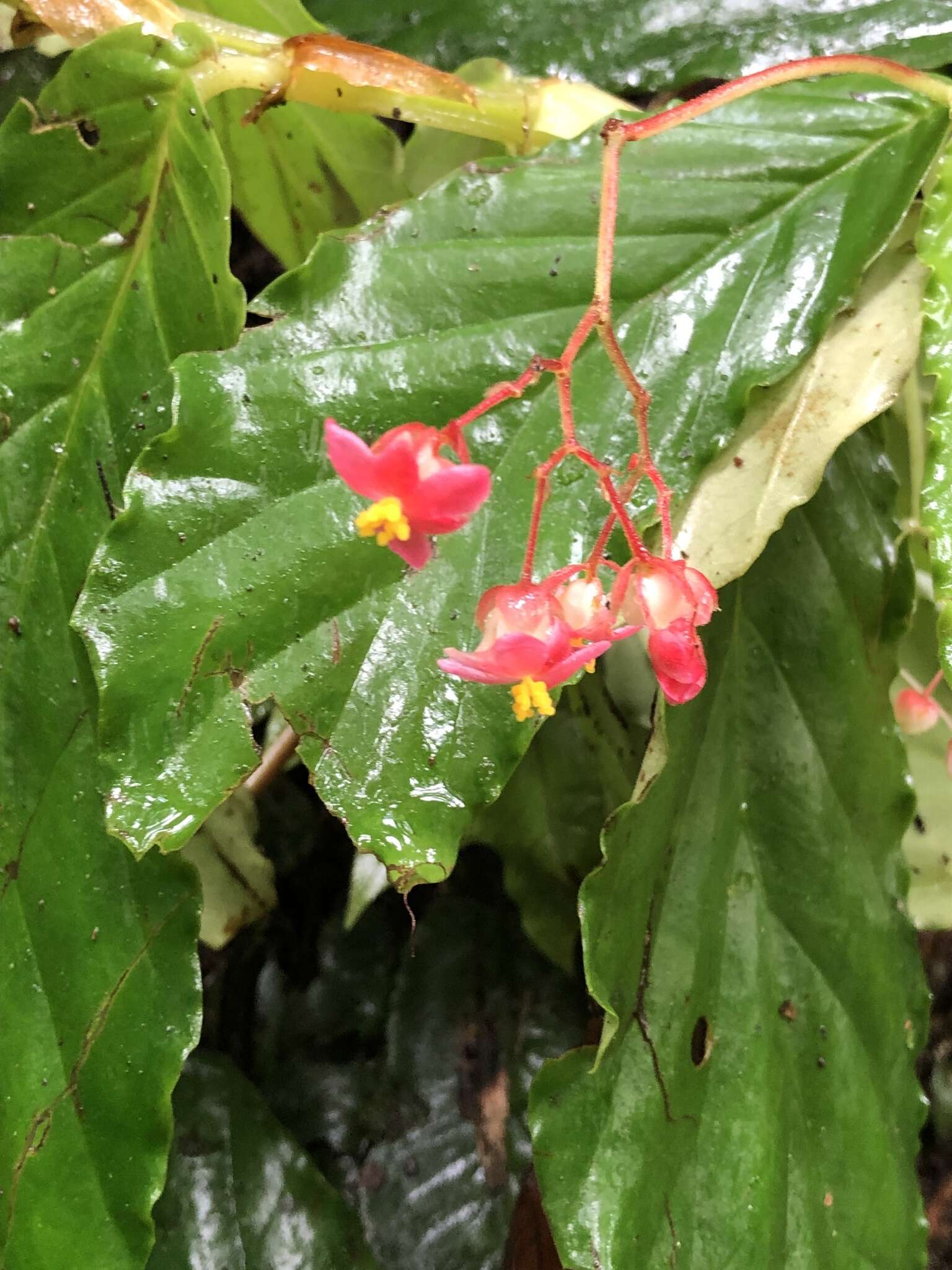 Image of Begonia tonduzii C. DC. ex T. Durand & Pittier