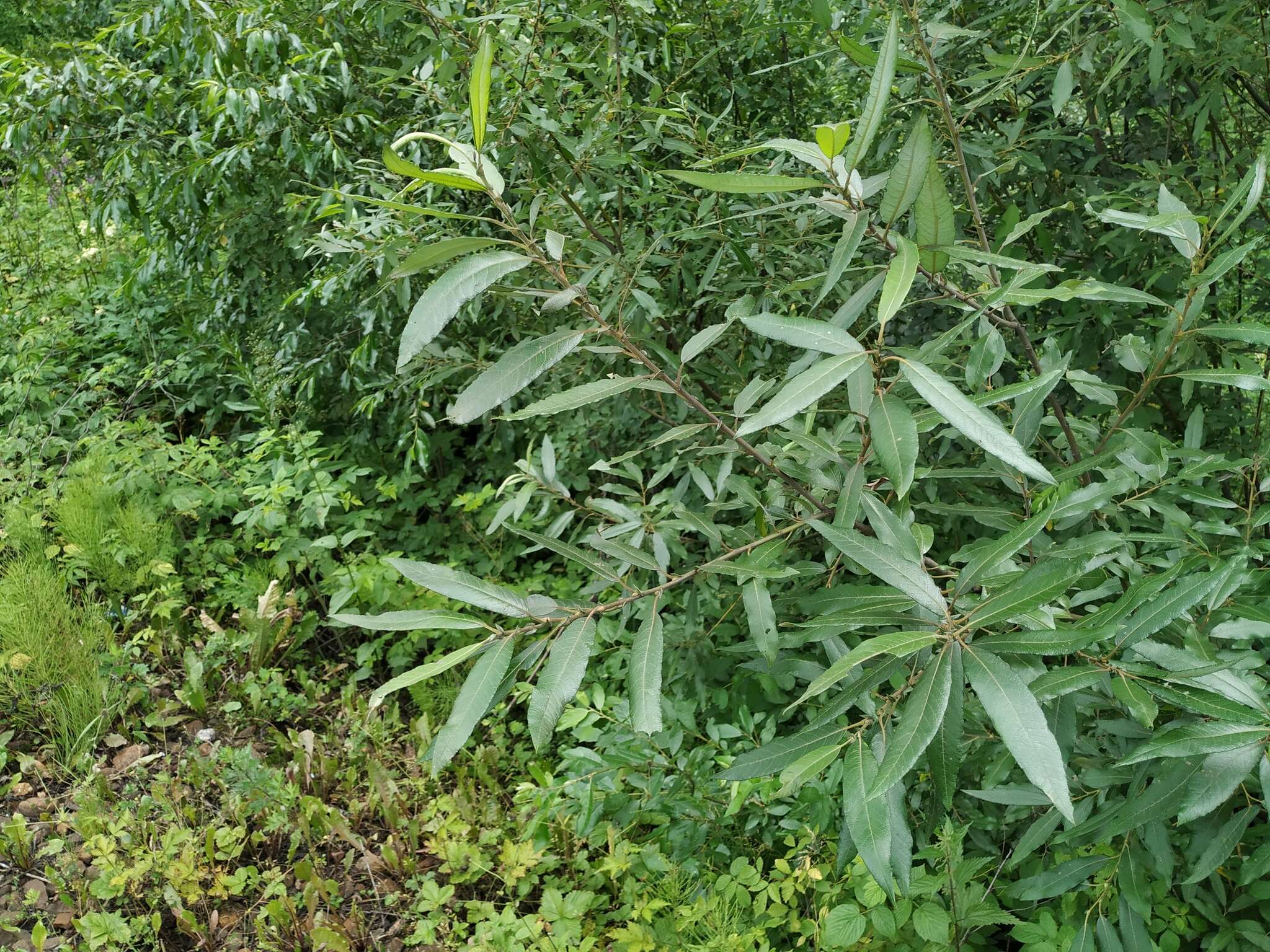 Image de Salix viminalis var. gmelinii (Pall.) Andersson