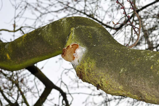 Image de Phellinus pomaceus (Pers.) Maire 1933