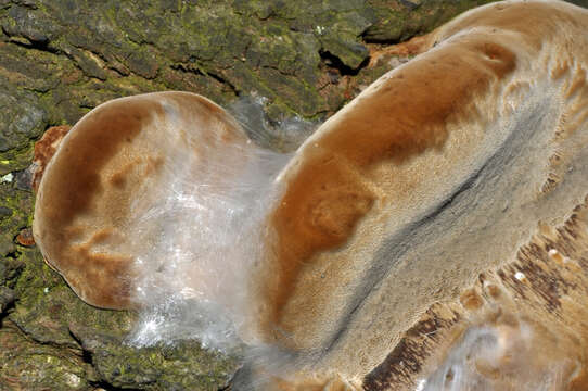 Image de Phellinus pomaceus (Pers.) Maire 1933