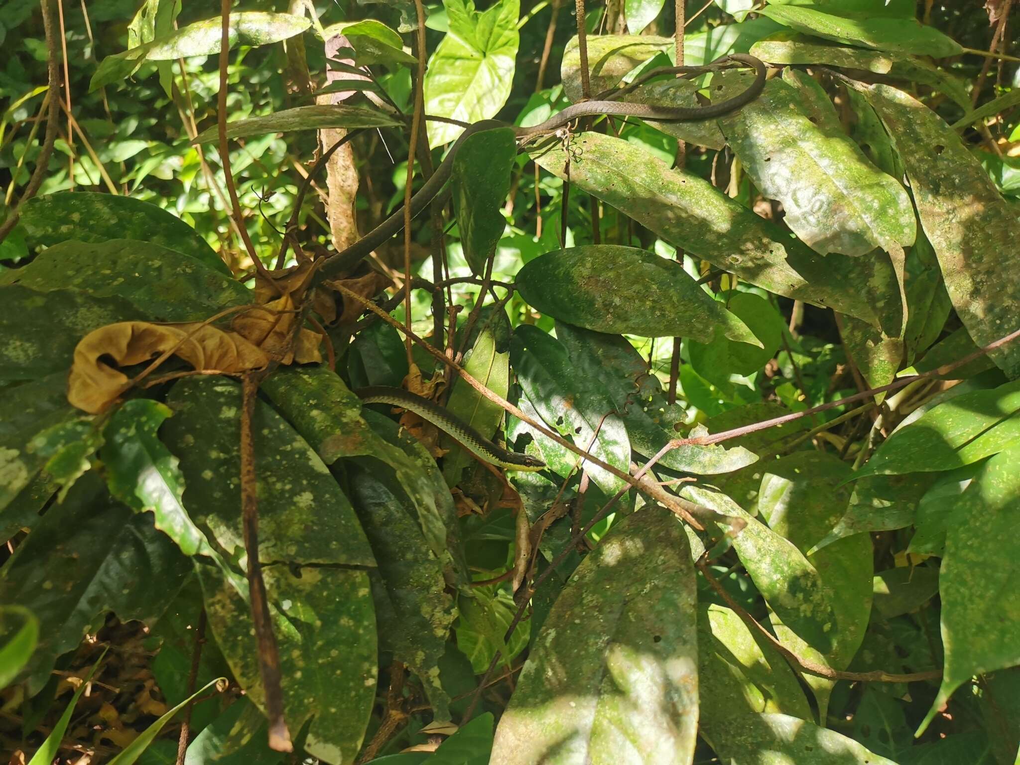 Image of Solomons treesnake