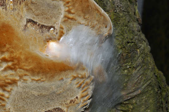 Image of Phellinus pomaceus (Pers.) Maire 1933