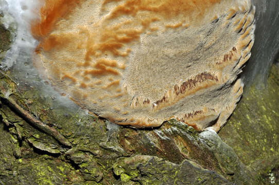 Phellinus pomaceus (Pers.) Maire 1933 resmi