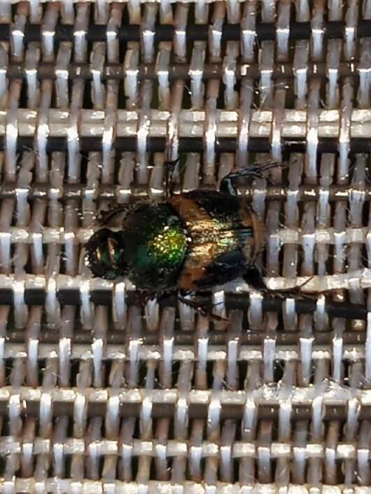 Image of Onthophagus concinnus Castelnau 1840