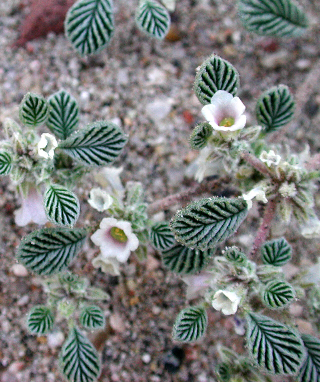 Image of fanleaf crinklemat