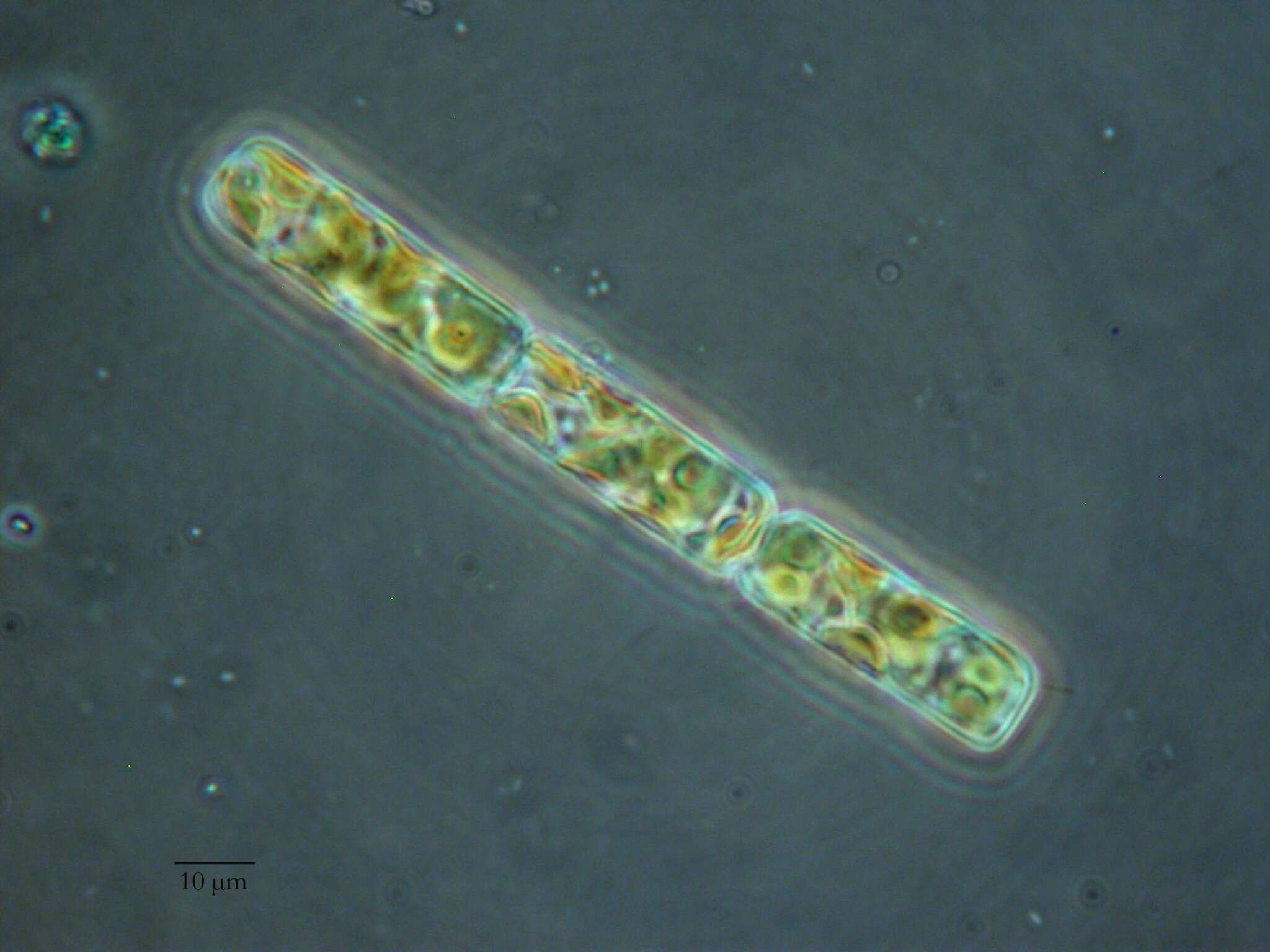 Image of Guinardia delicatula