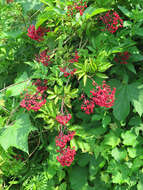 Image of Sambucus williamsii Hance