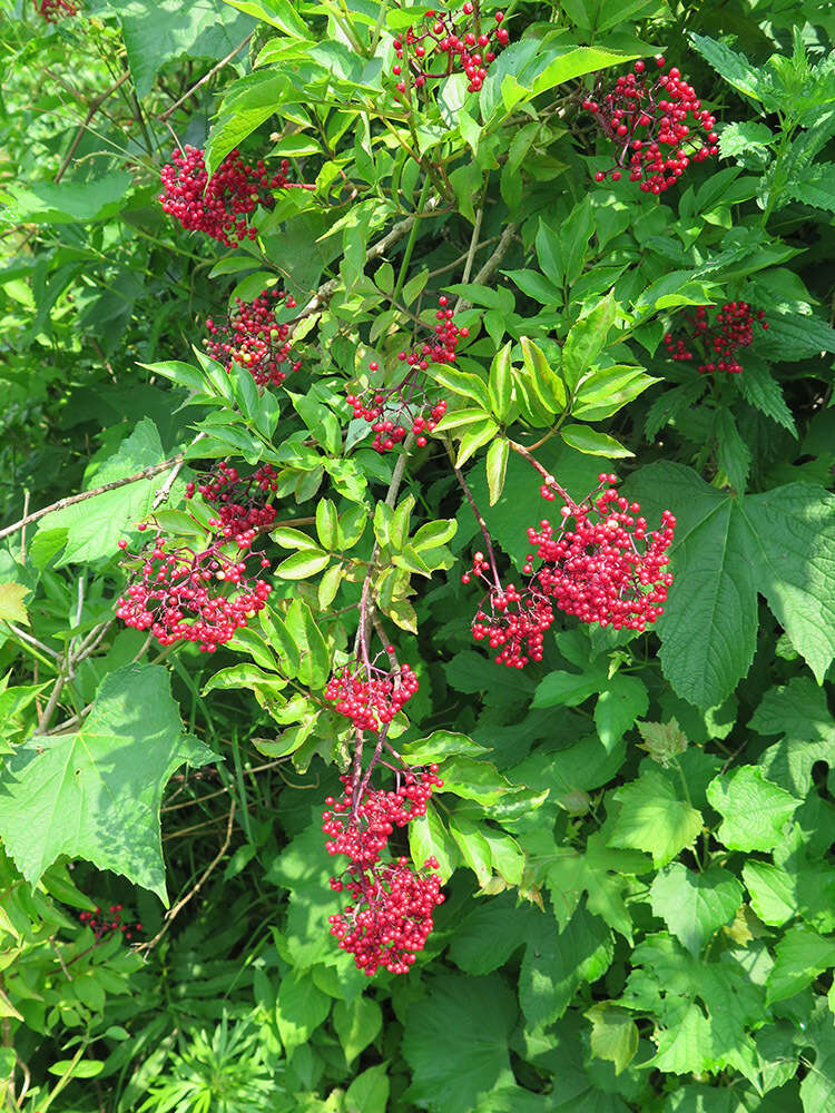 Image of Sambucus williamsii Hance