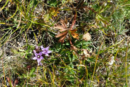 Image de Gentianella biebersteinii (Bunge) Holub