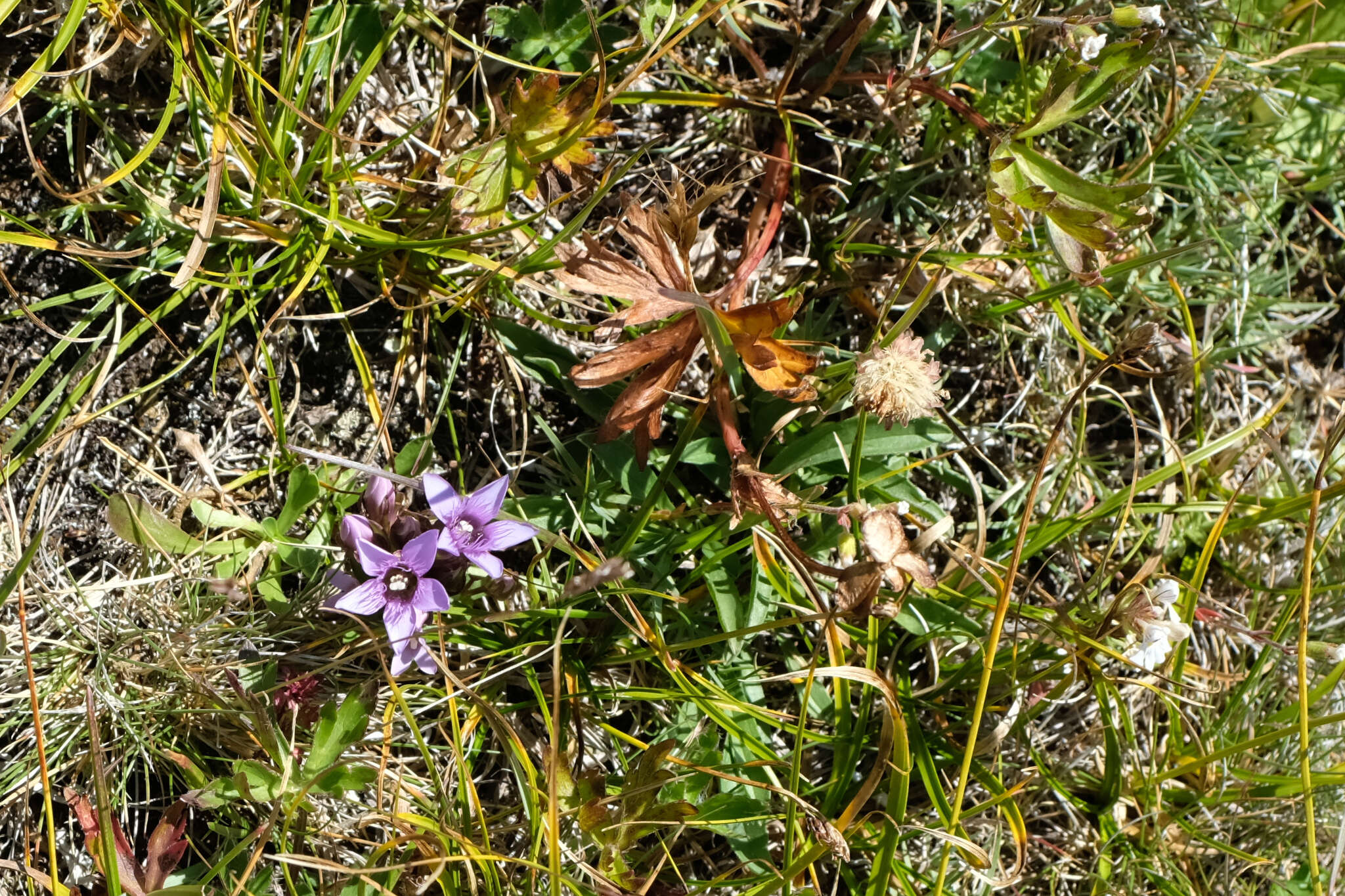 Image de Gentianella biebersteinii (Bunge) Holub