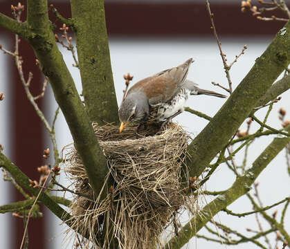 Image of Fieldfare