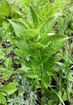 Image of Mercurialis ovata Sternb. & Hoppe