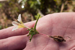 Image of Moraea angulata Goldblatt