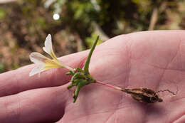 Plancia ëd Moraea angulata Goldblatt