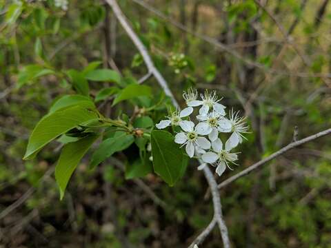 Image of Mahaleb cherry