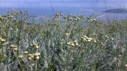 Tanacetum millefolium (L.) Tzvel. resmi