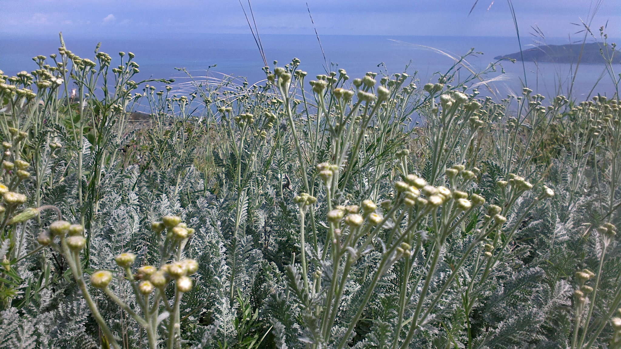 Image of Tanacetum millefolium (L.) Tzvel.