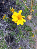 صورة Bahiopsis parishii (Greene) E. E. Schilling & Panero