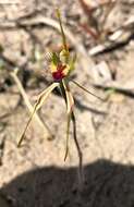 Caladenia verrucosa G. W. Carr resmi