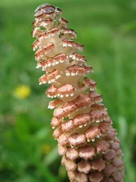 Image of field horsetail