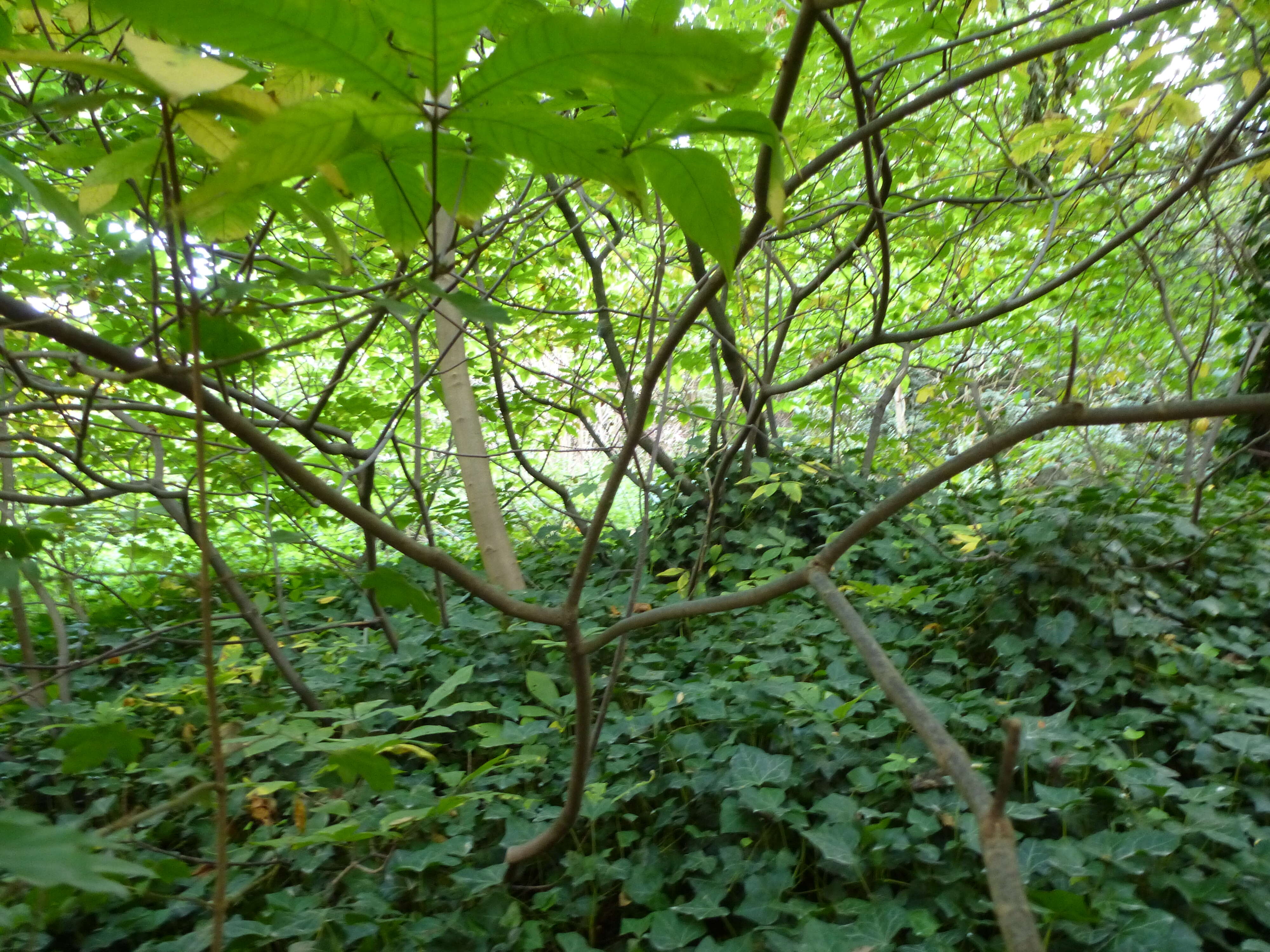 Imagem de Aesculus parviflora Walt.