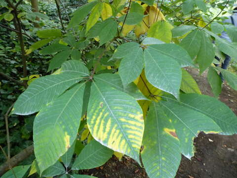 Imagem de Aesculus parviflora Walt.