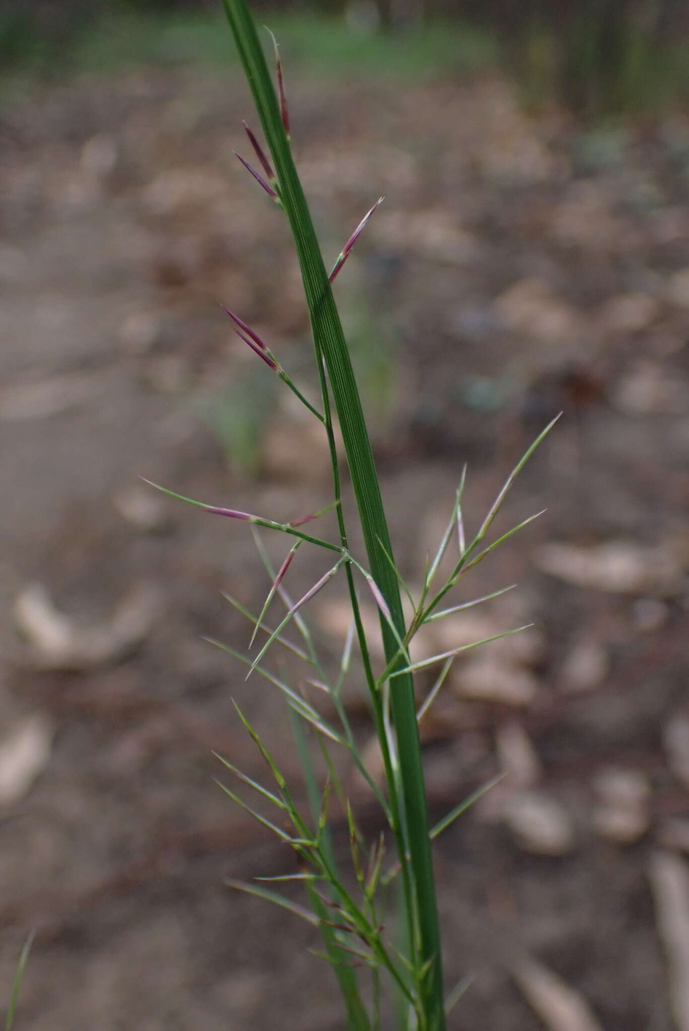 Слика од Aristida vagans Cav.