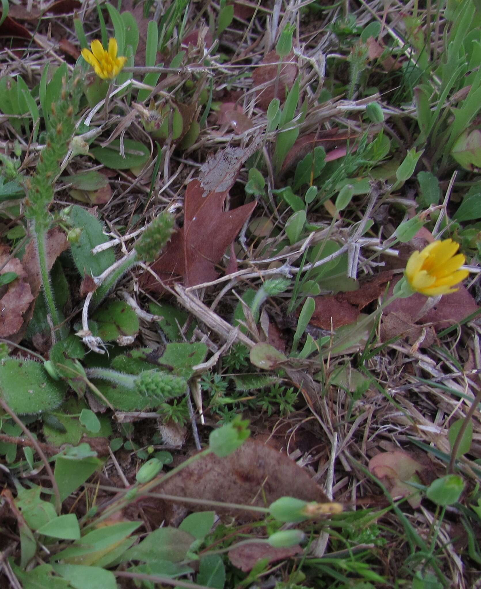 Image of western dwarfdandelion