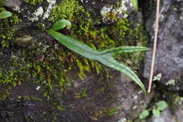 Image de Lepisorus thunbergianus (Kaulf.) Ching