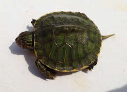 Image of slider turtle, red-eared terrapin, red-eared slider