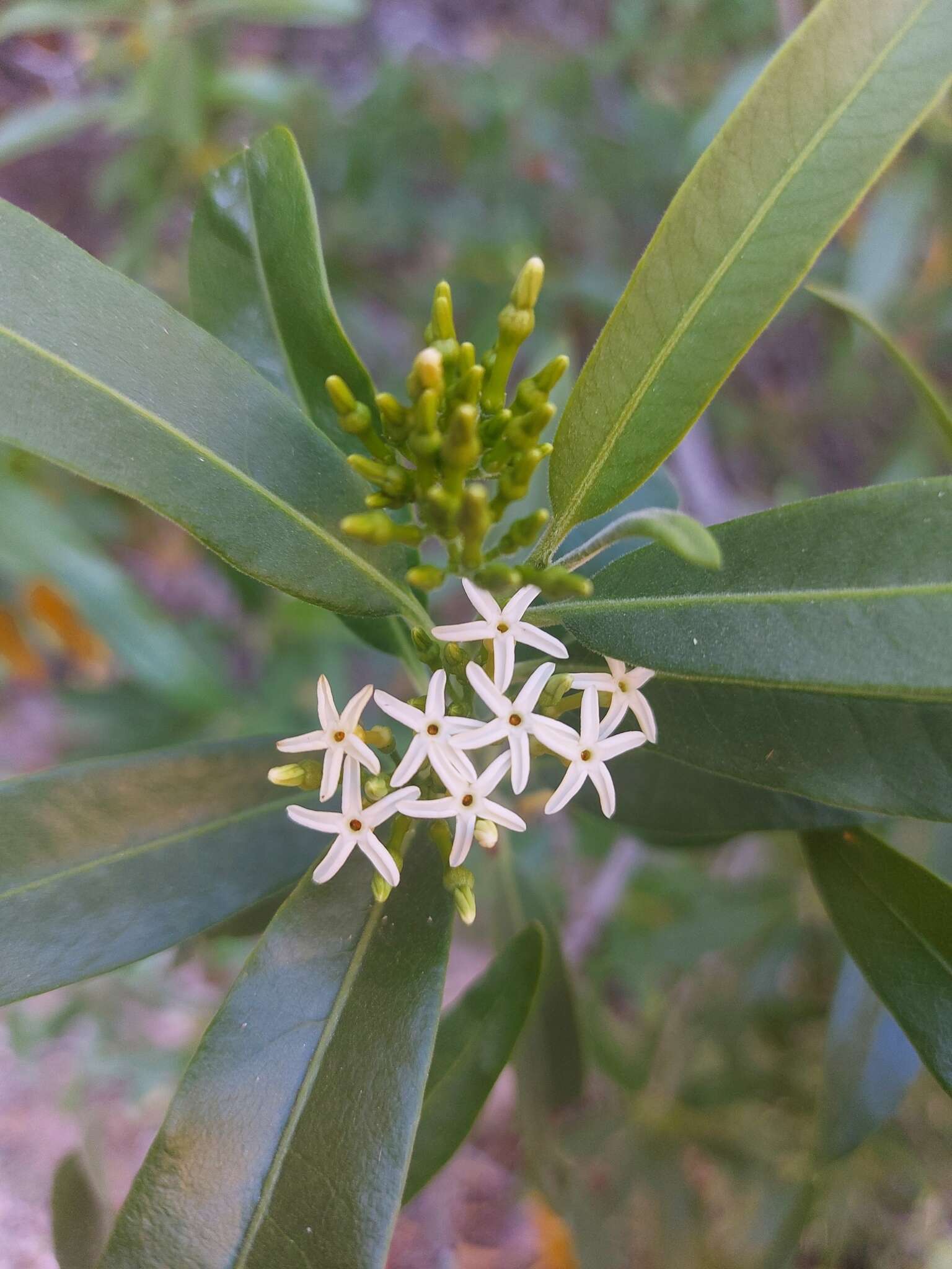 Imagem de Vallesia laciniata S. Brandeg.