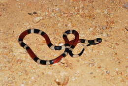 Image of Balsan Coral Snake
