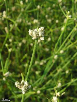 Image of Three-leafed chaff flower