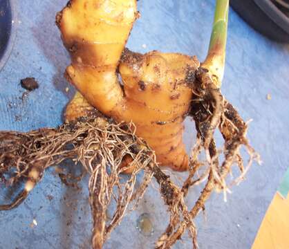 Image of Cooking Ginger