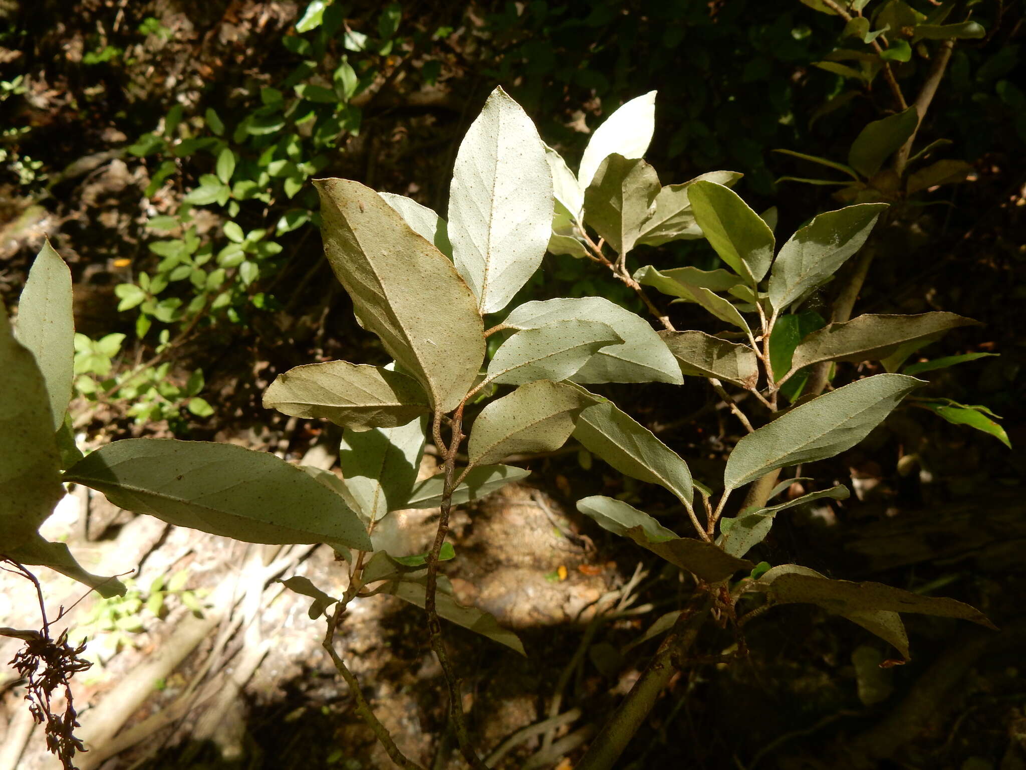 Imagem de Elaeagnus pungens C. P. Thunb. ex A. Murray