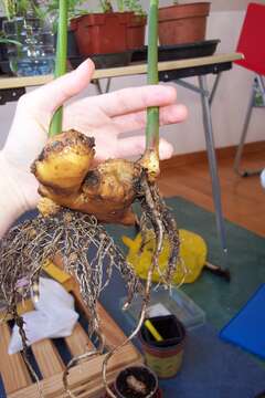 Image of Cooking Ginger