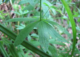 Image of Bedstraw