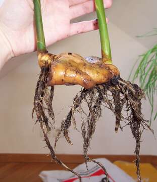 Image of Cooking Ginger