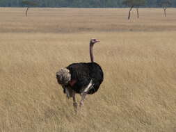 Image of ostriches