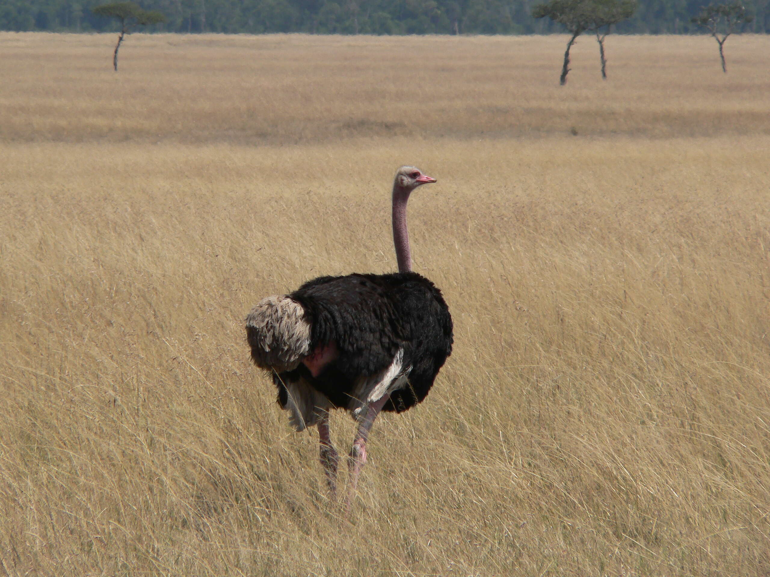 Image of ostriches