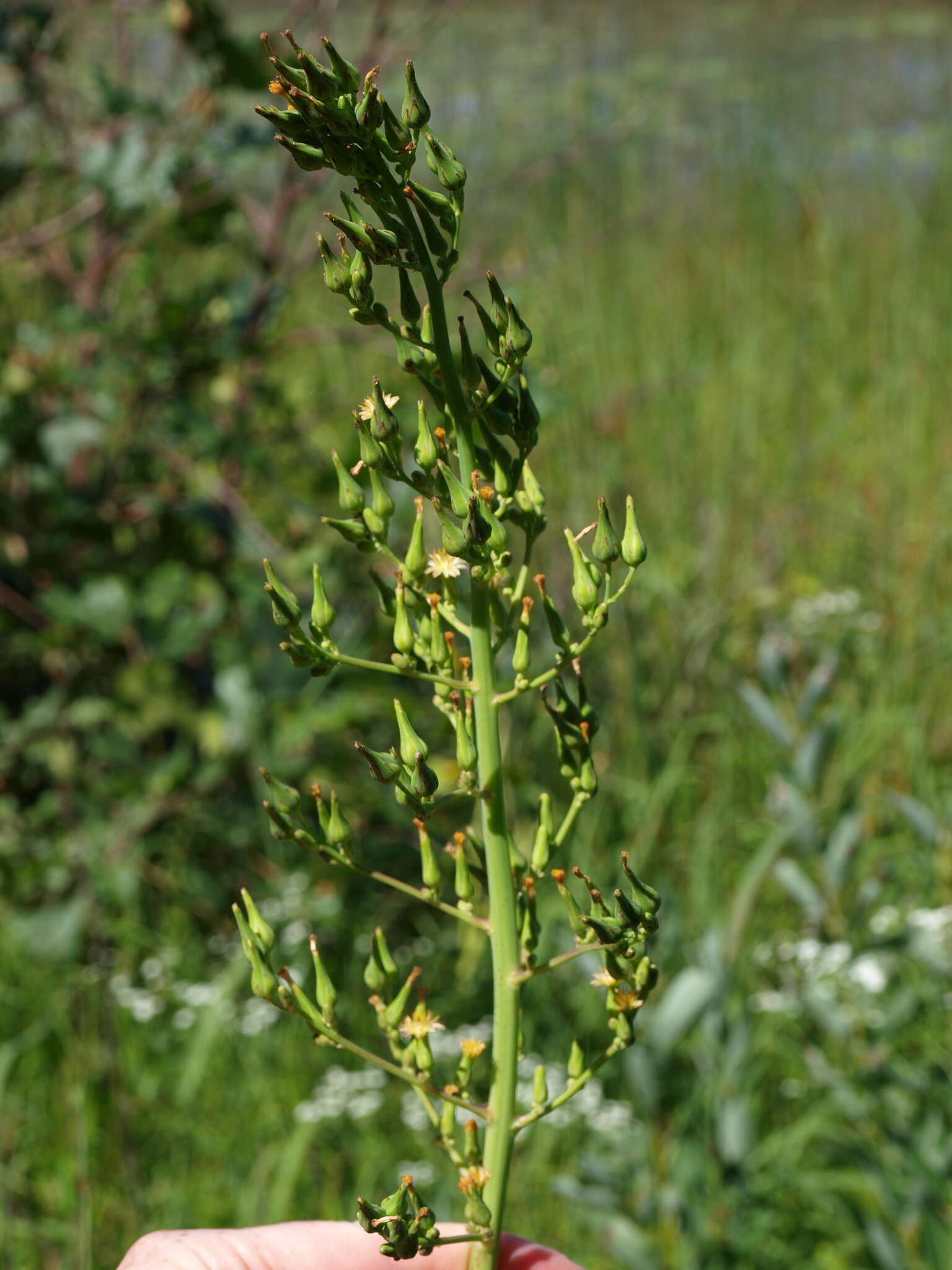 Imagem de Lactuca canadensis L.