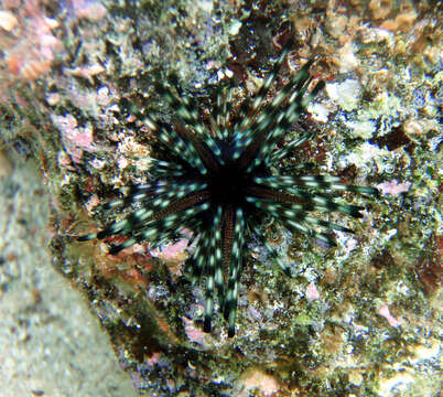 Image of Diadema urchin