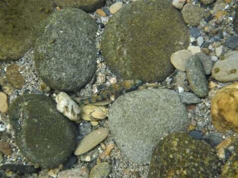 Image of Speckled Darter