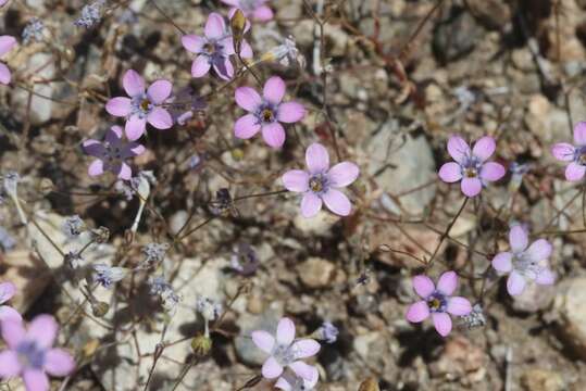 Image of volcanic gilia