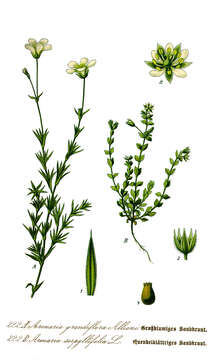 Image of Thyme-leaved Sandwort