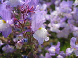 Image of Moroccan toadflax