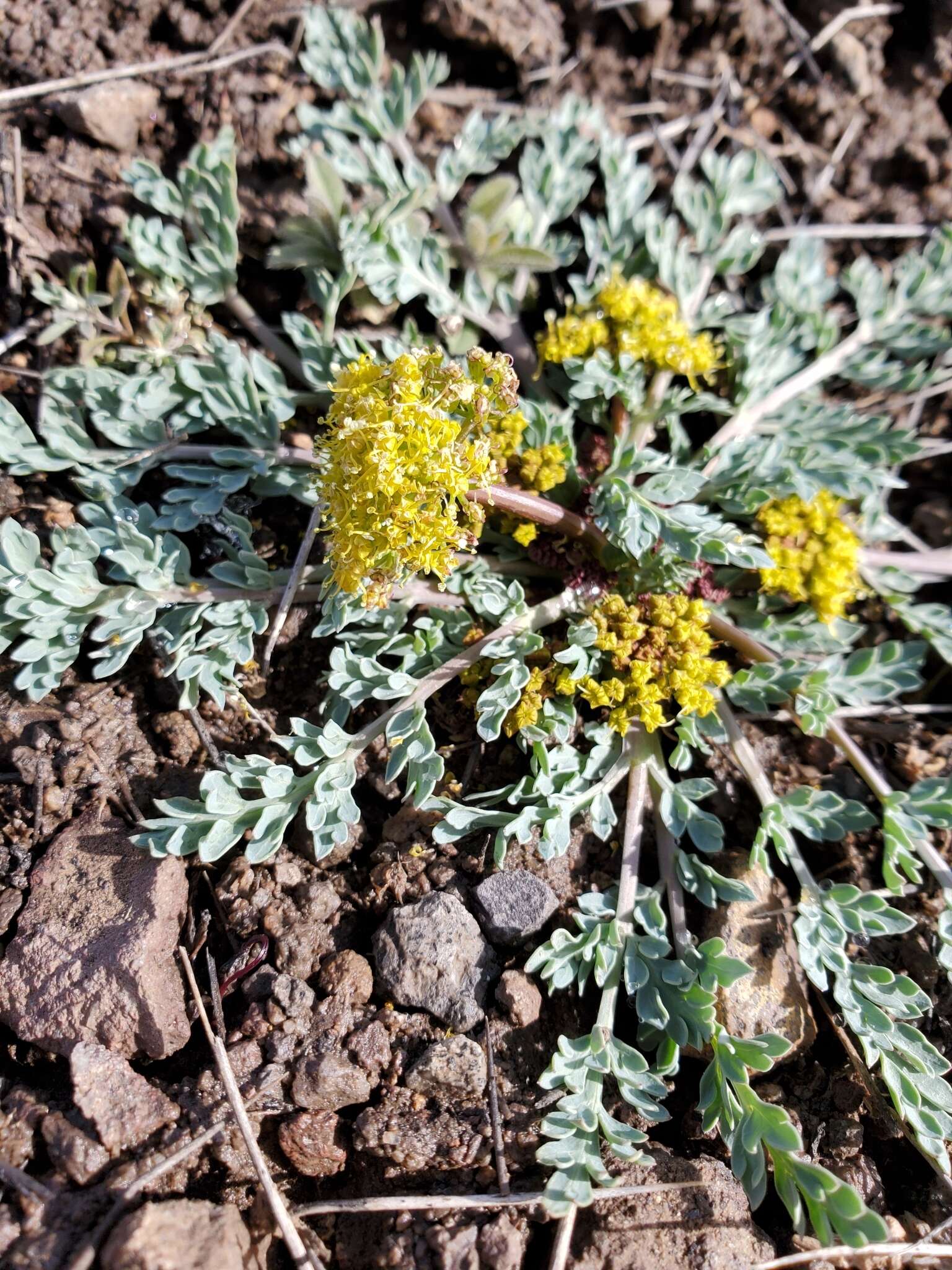 Plancia ëd Aulospermum longipes (S. Wats.) Coult. & Rose