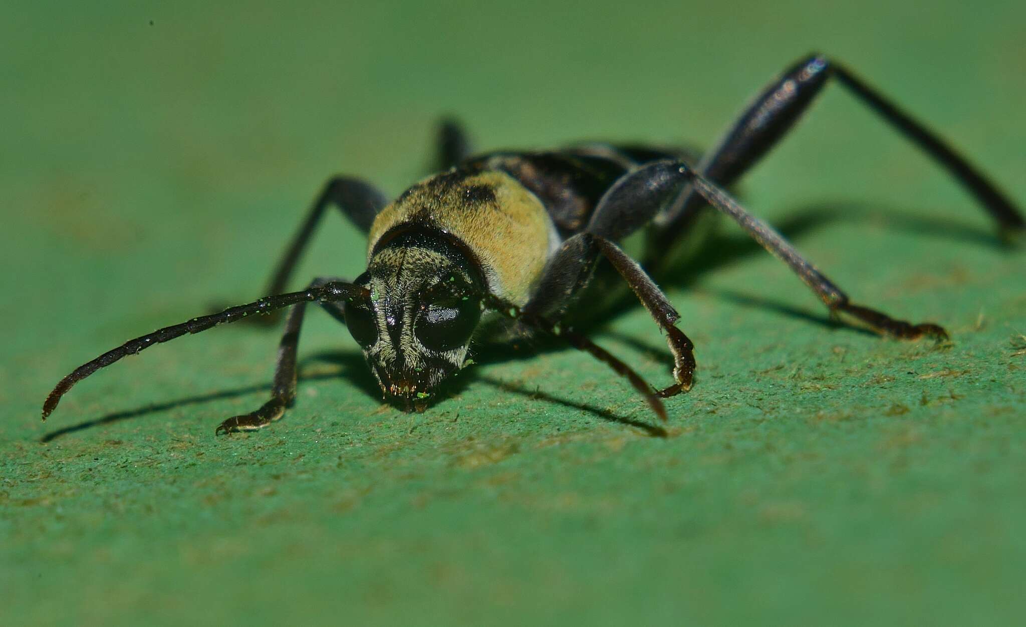 Imagem de Xylotrechus reginae Aurivillius 1893